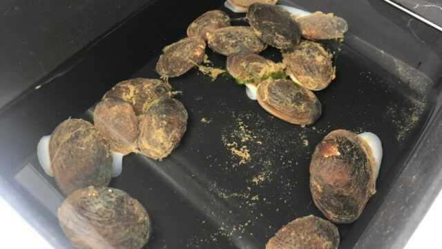 川でのガサガサ活動で捕獲したマツカサ貝