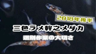 三色ラメ幹之メダカのアイキャッチ