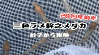 三色ラメ幹之メダカのアイキャッチ