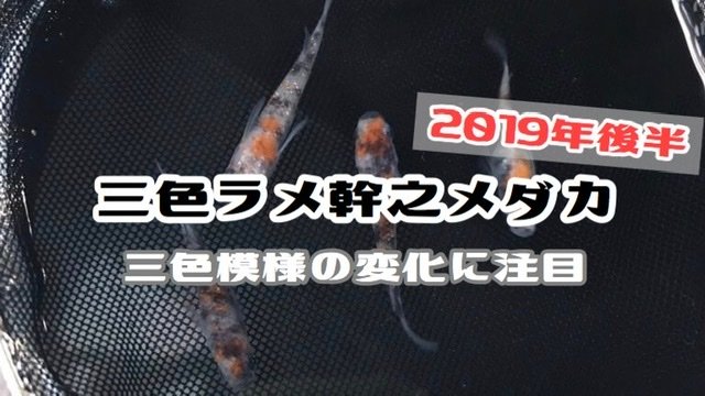 三色ラメ幹之メダカのアイキャッチ