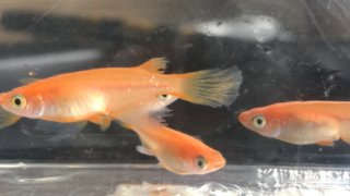 松井ヒレ長楊貴妃メダカ紅帝系