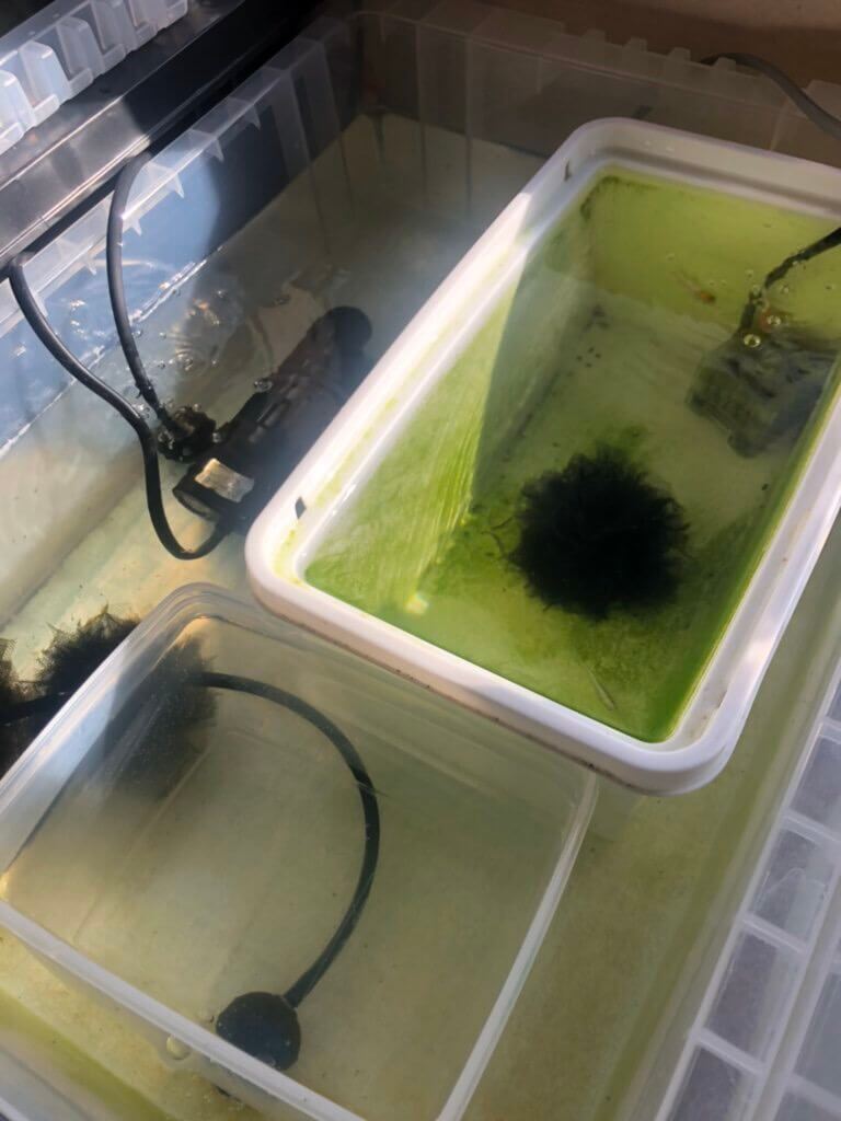 加温容器の三食幹之メダカ