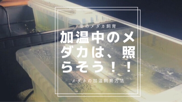 加温容器の照明 ライト は つけっぱなし メダカ飼育は 光が大切 ひろしゃんのメダカブログ メダカの果てまでイッテq