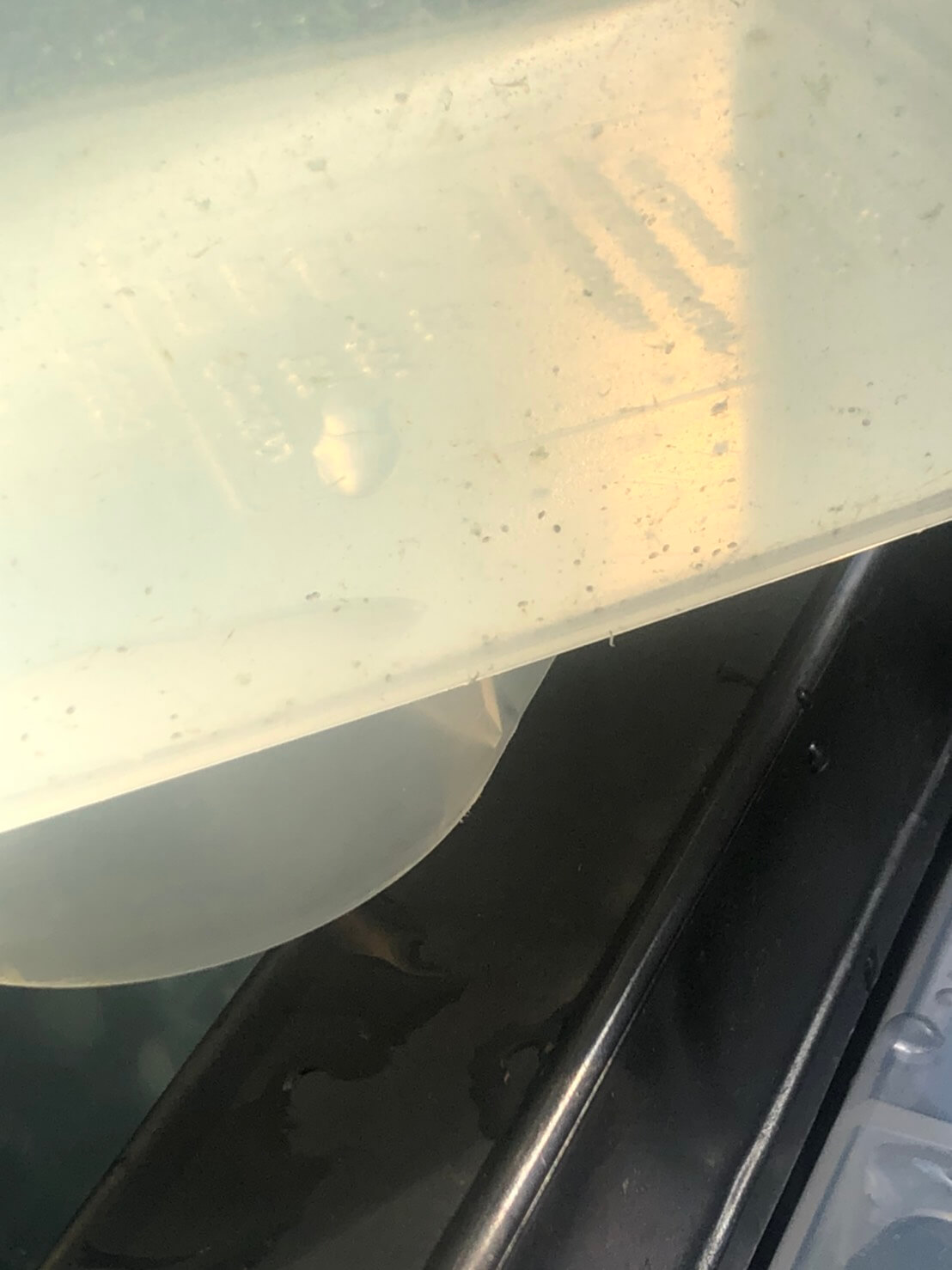 加温容器内で泳ぐ小さな生き物