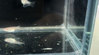 龍の瞳