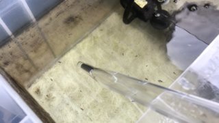 加温中の飼育容器とスポイト