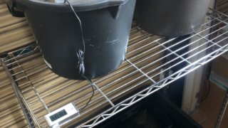 加温中の雷隠メダカと飼育容器