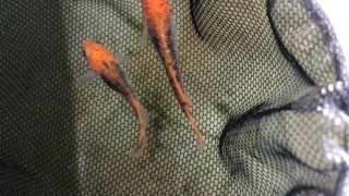 紅薊メダカヒカリ体型(2020年春撮影)