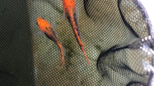 紅薊メダカヒカリ体型(2020年春撮影)