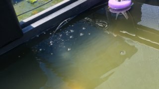 メダカのエアレーション設備