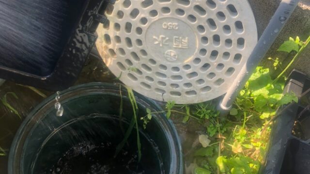 雨水桝とメダカ容器の掃除