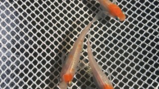 雲州紅白メダカ(2020年春撮影)