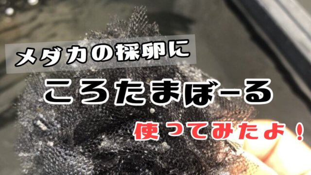 ころたまボールで採卵してみたアイキャッチ