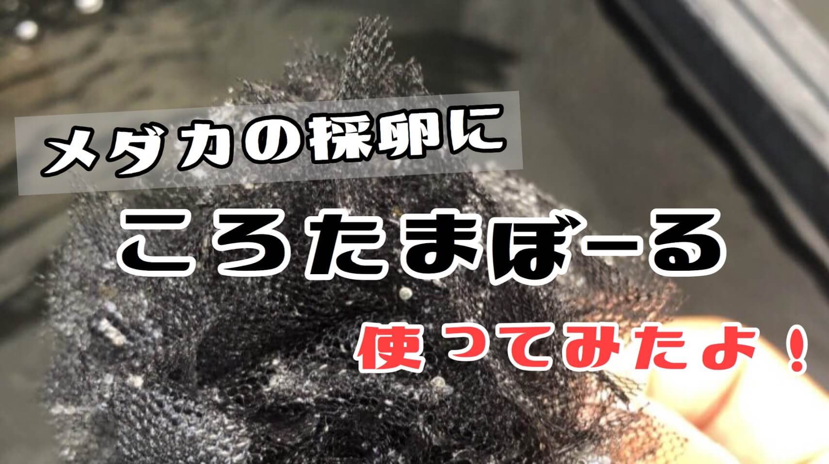 産卵床のころたまボールを使って メダカの採卵をしてみたら凄かった ひろしゃんのメダカブログ メダカの果てまでイッテq