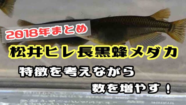 松井ヒレ長黒蜂メダカ(208年まとめ)アイキャッチ