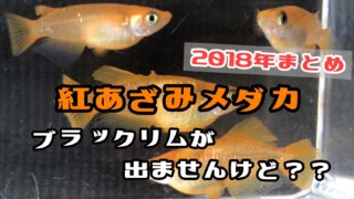 紅薊メダカ(2018年まとめ)アイキャッチ