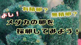 メダカの卵を採卵してみるアイキャッチ