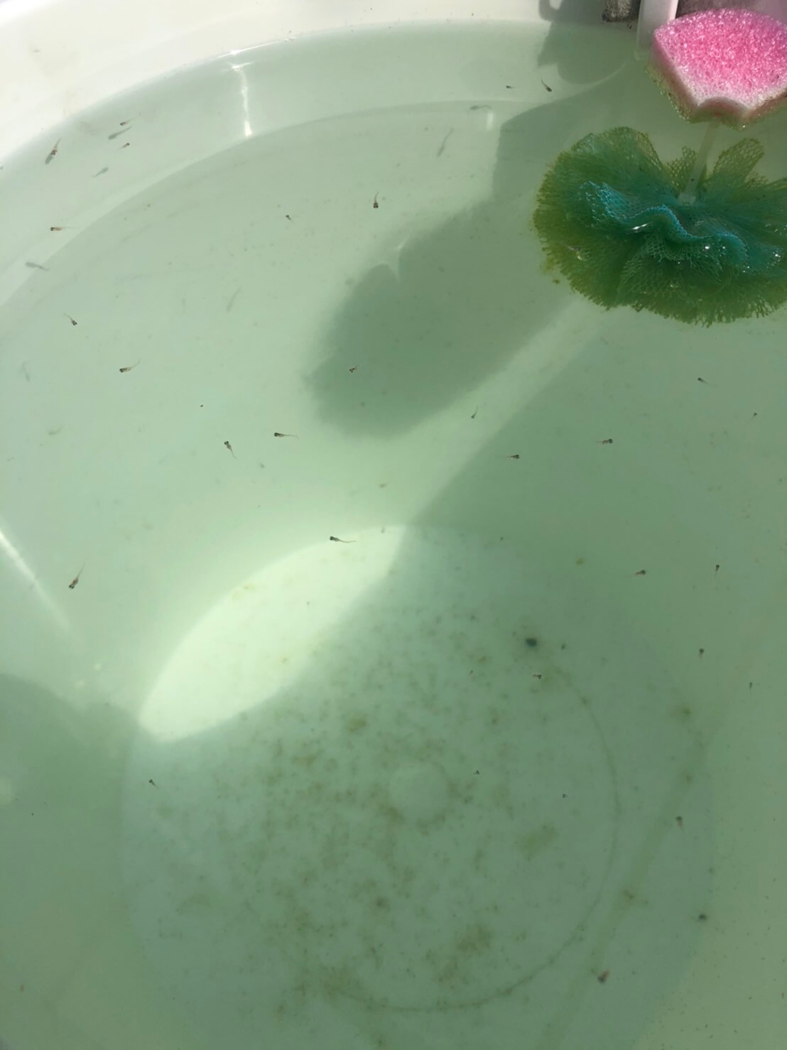 白くて丸いメダカの飼育容器で泳ぐメダカの針子