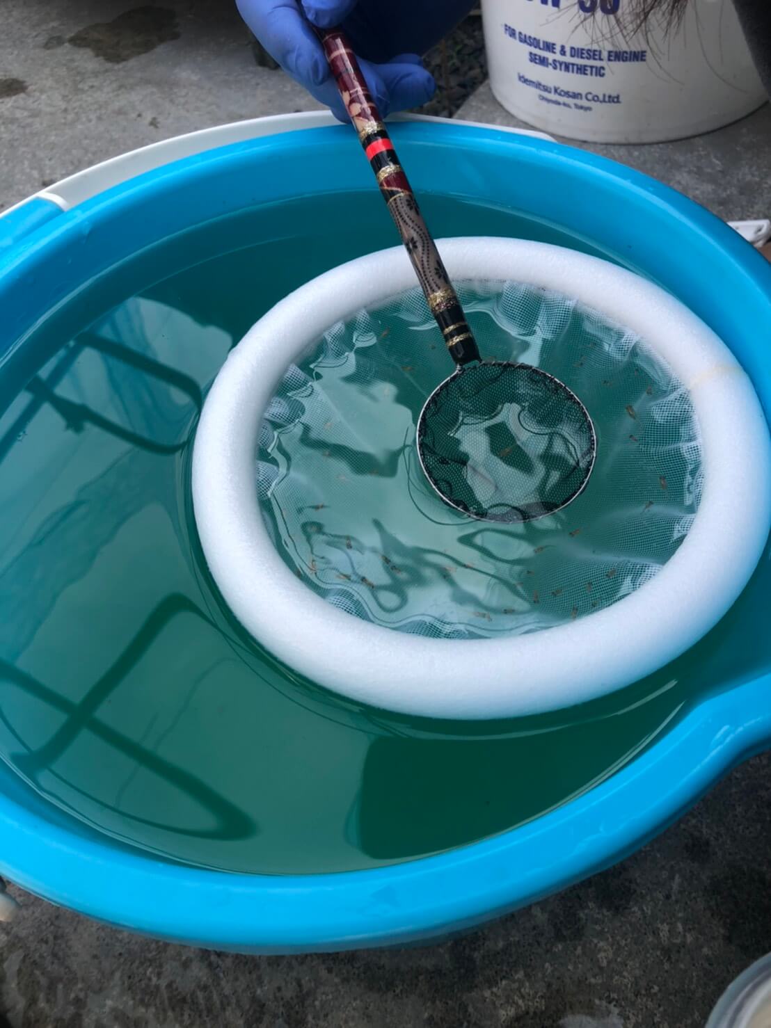 タモ網を使ったメダカの選別
