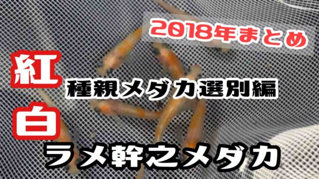 紅白ラメ幹之メダカ(2018年まとめ)アイキャッチ