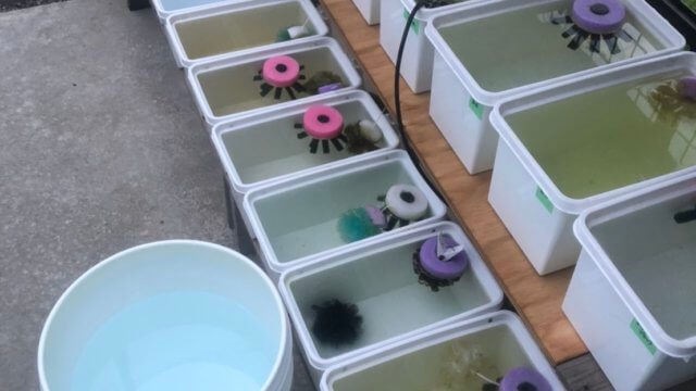 メダカの採卵と飼育容器と産卵床
