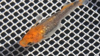紅薊メダカヒカリ体型の種親(2019年5月)