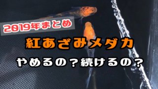 紅薊メダカ(2019年まとめ)アイキャッチ