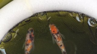 三色ラメ幹之メダカの種親(2020年春撮影)
