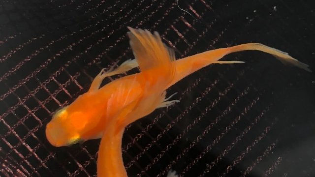 松井ヒレ長楊貴妃(紅帝)メダカの種親(2020年春)
