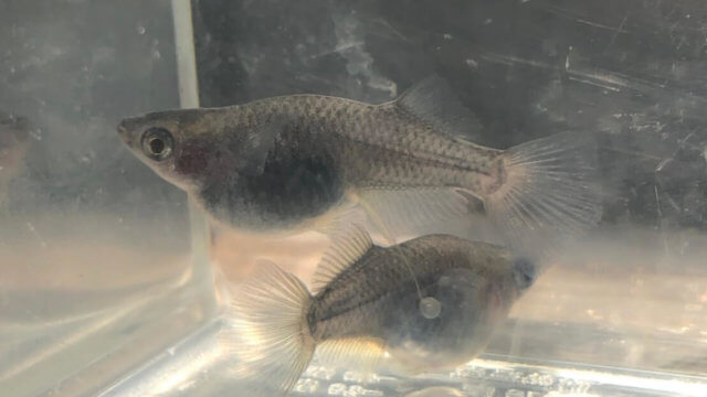 黒龍パンダメダカの種親メダカ(2020年春撮影)