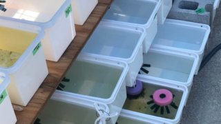 メダカの産卵床が浮かぶメダカの飼育容器