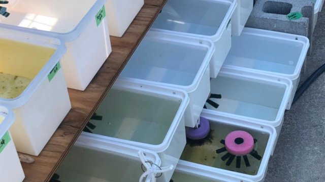 メダカの産卵床が浮かぶメダカの飼育容器