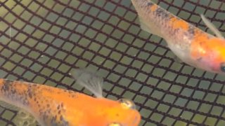紅薊メダカの出目タイプの種親メダカ(2020年春撮影)