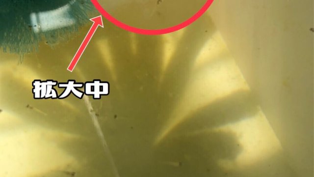 メダカの孵化と針子