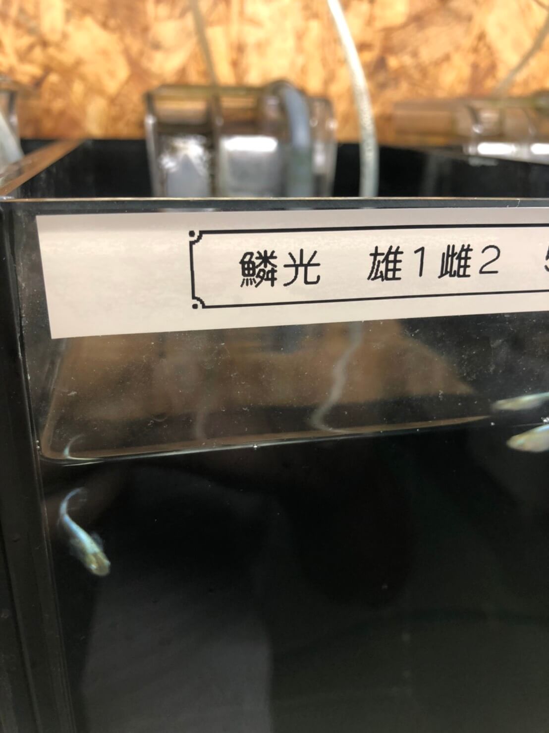 めだか屋BIO-LABO(バイオラボ)奈良県大和高田市のメダカ屋で販売されてるメダカ