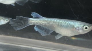 ハギタヒレ長青ラメ幹之メダカ(2020年7月新しいタイプのヒレ長メダカの種親として加入)