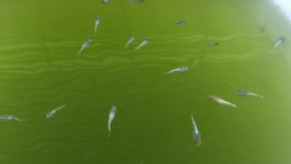 三色幹之メダカの稚魚(2020年6月撮影)