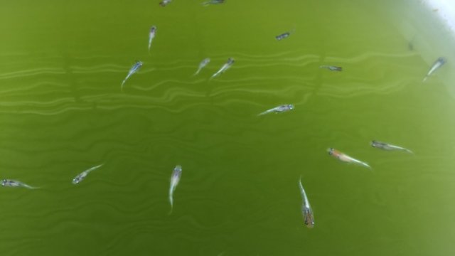 三色幹之メダカの稚魚(2020年6月撮影)