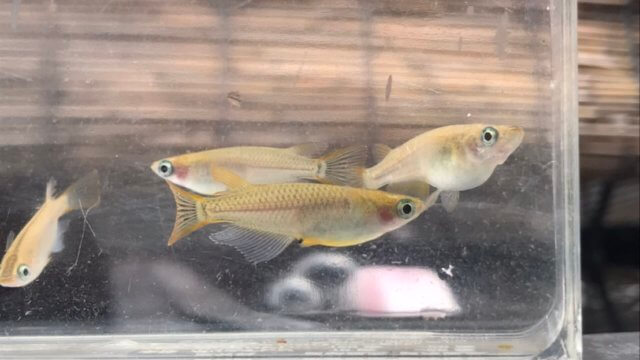 川にいた野生のメダカ(透明鱗)