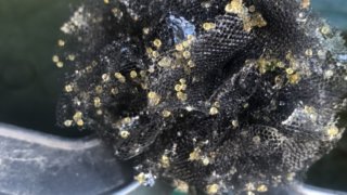 メダカの卵がついたころたまボール