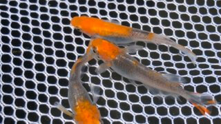紅薊メダカの種親(2020年6月撮影)