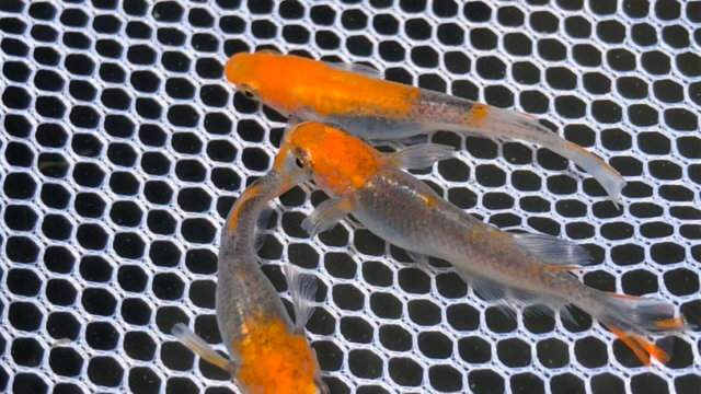 紅薊メダカの種親(2020年6月撮影)
