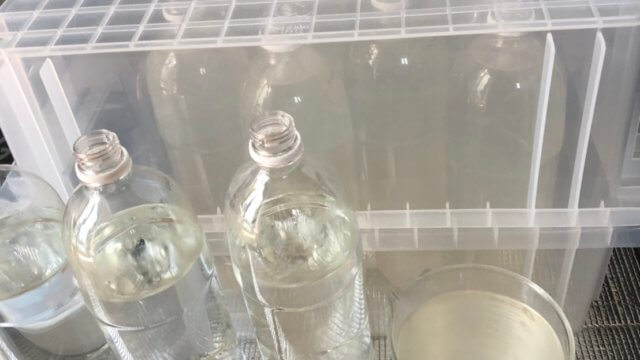 ゾウリムシの培養