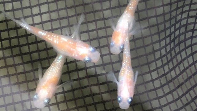 紅白ラメ幹之メダカ(2020年春産まれ)