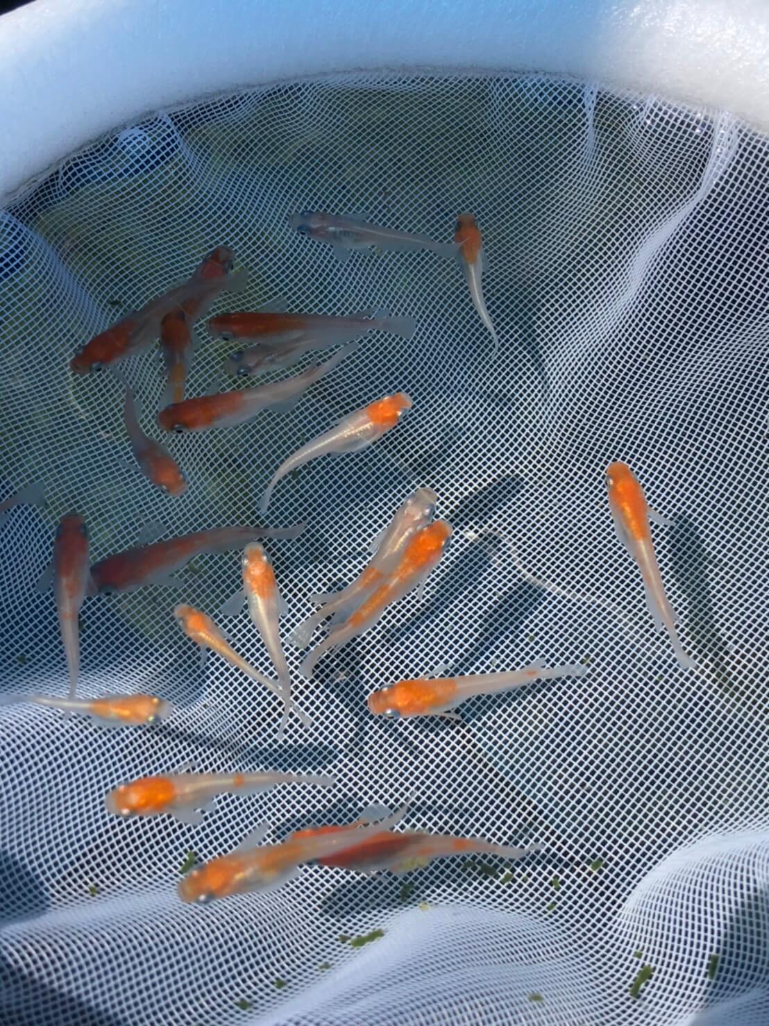 雲州紅白メダカの稚魚(2020年7月撮影)