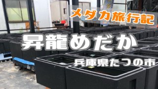 昇龍めだかのアイキャッチ