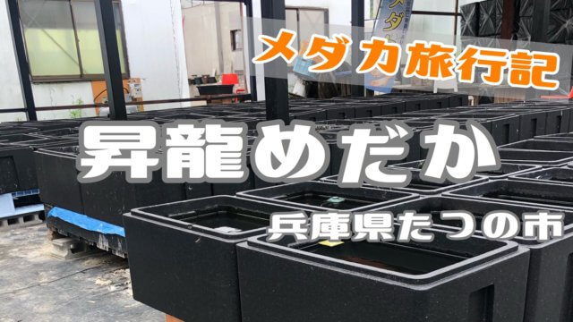昇龍めだかのアイキャッチ