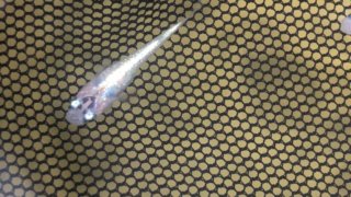 黒ラメ黄体外光幹之メダカ(2020年春夏産まれ)