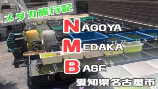 名古屋メダカベースのアイキャッチ