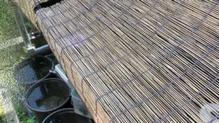 メダカ容器の暑さ対策